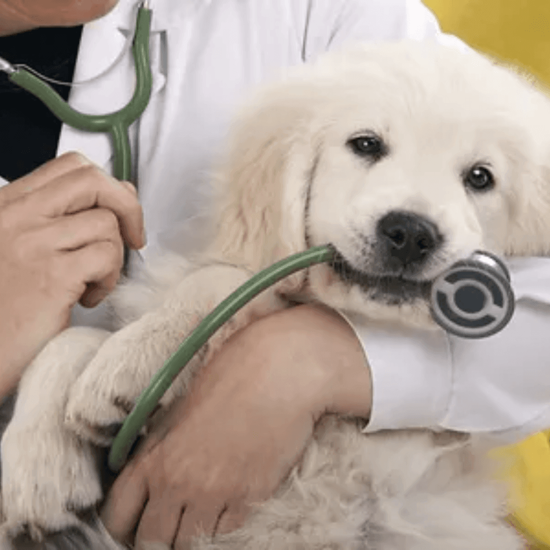 Pet Insurance 101 What It Covers, What It Doesn't, and Why You Need It