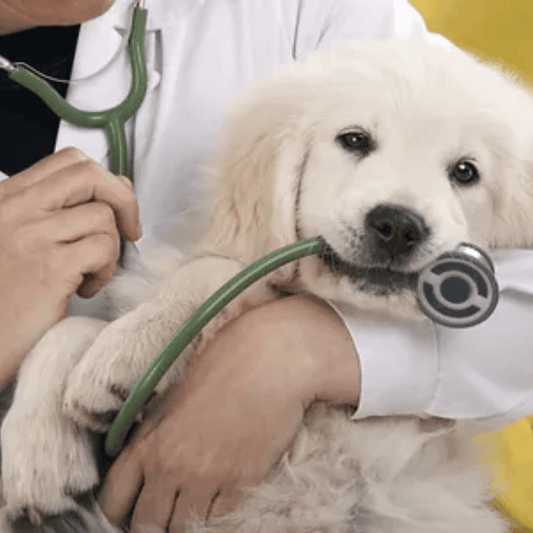 Pet Insurance 101: What It Covers, What It Doesn't, and Why You Need It - Dog-Eh!