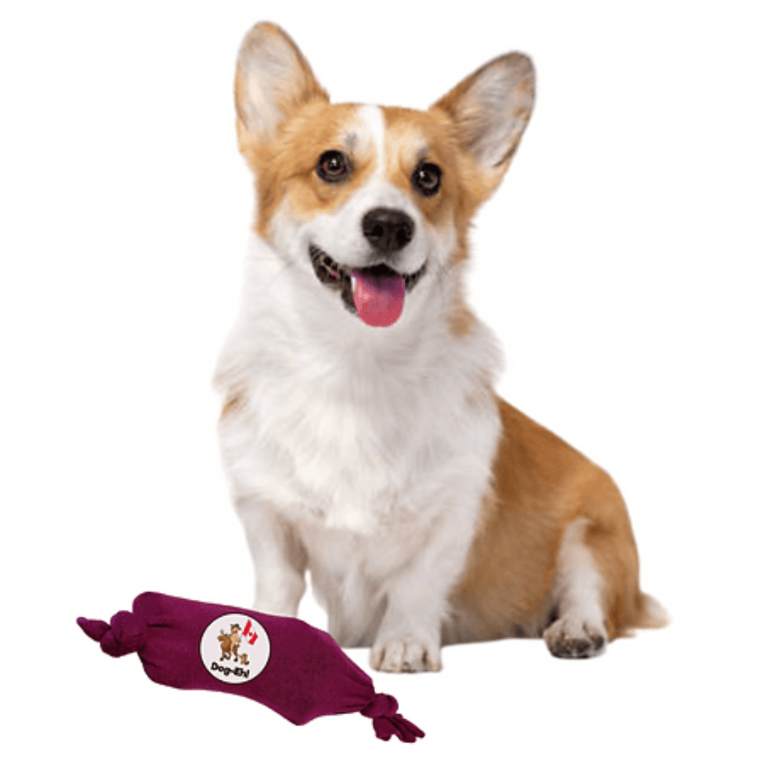 Make a DIY Water Bottle Dog Toy in Minutes! DogEh!