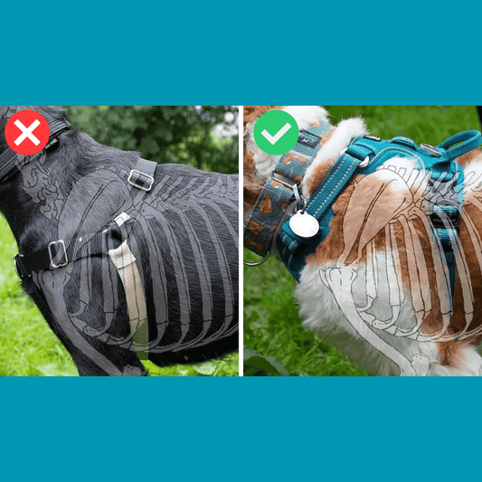 Warning: These Harnesses Can Harm Your Dog's Natural Movement - Dog-Eh!