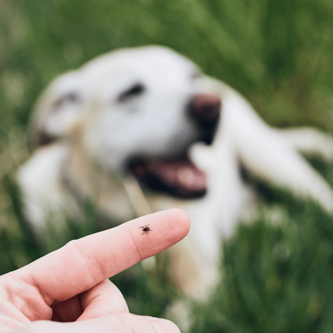 How Ticks Can Trigger Meat Allergies in Dogs DogEh!
