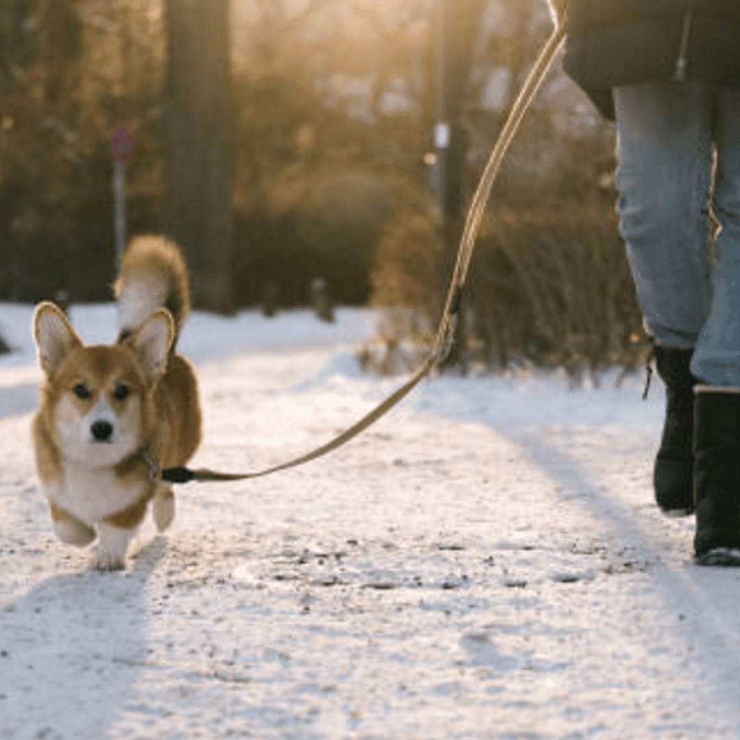 Winter Weather Survival Guide for Dogs: How to Protect your Dog - Dog-Eh!