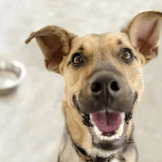 Transform Your Dog's Health with Game-Changing Supplements - Dog-Eh!