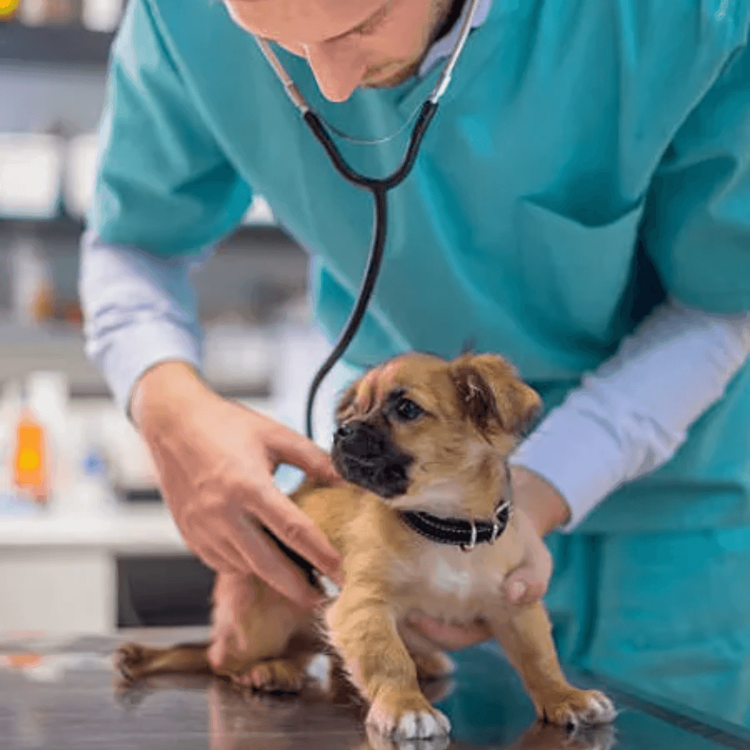 Protect Your Dog from Parvo Symptoms, Prevention, and Treatment DogEh!