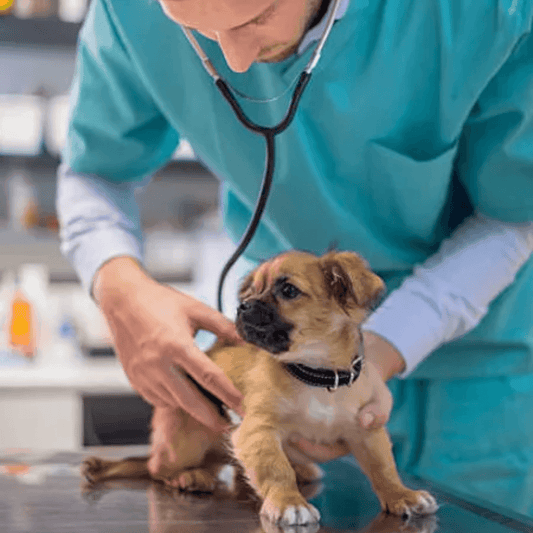 Protect Your Dog from Parvo: Symptoms, Prevention, and Treatment - Dog-Eh!