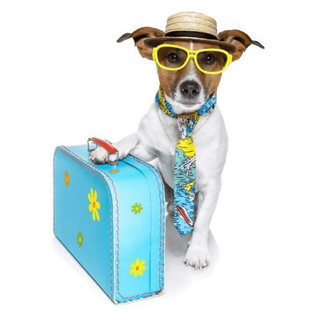 Polite Pup: Essential Travel Etiquette for Dogs - Dog-Eh!