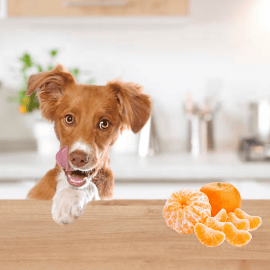 Think Twice Before Feeding Your Dog Tangerines: Here's Why - Dog-Eh!