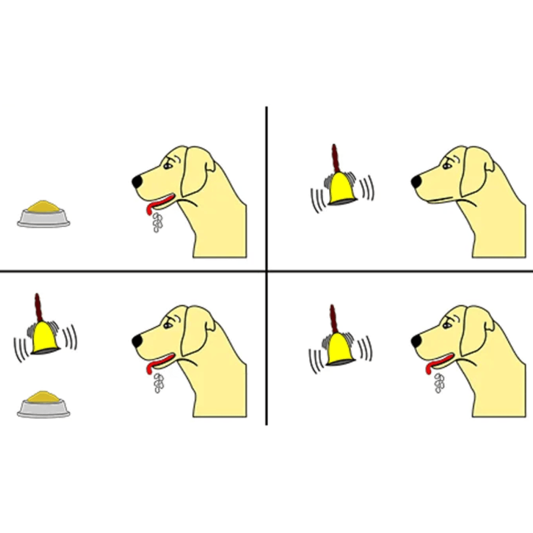 Understanding Dog Training Terms: A Guide to Operant Conditioning - Dog-Eh!