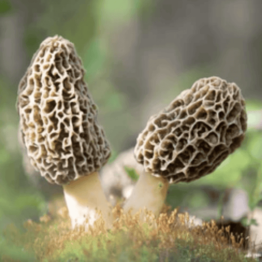 Highly Toxic Mushrooms for Dogs: Know the Dangers - Dog-Eh!