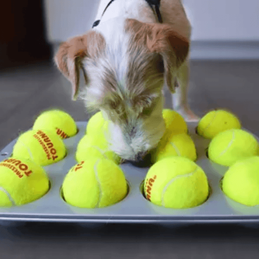 Puzzle Toys for Dogs: The Key to Mental Stimulation & Problem Solving - Dog-Eh!