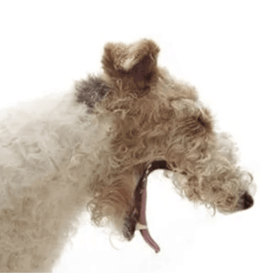 Kennel Cough in Dogs: Symptoms, Treatment & Prevention - Dog-Eh!