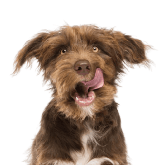 Should You Give Your Dog Supplements? A Guide to Quality Ingredients and Manufacturing Practices - Dog-Eh!