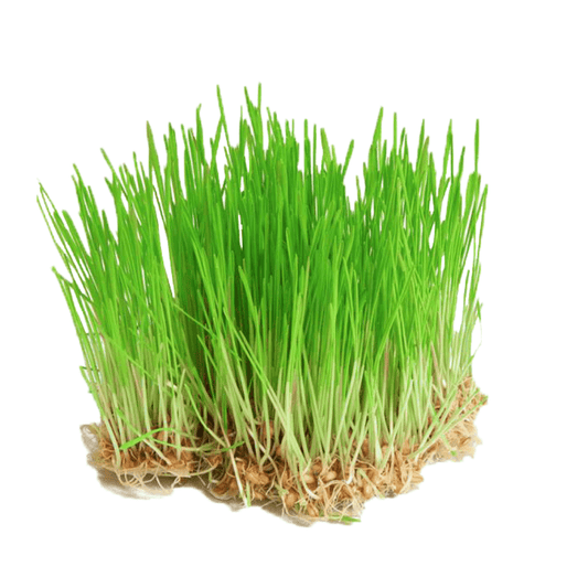 Wheatgrass - Dog-Eh!