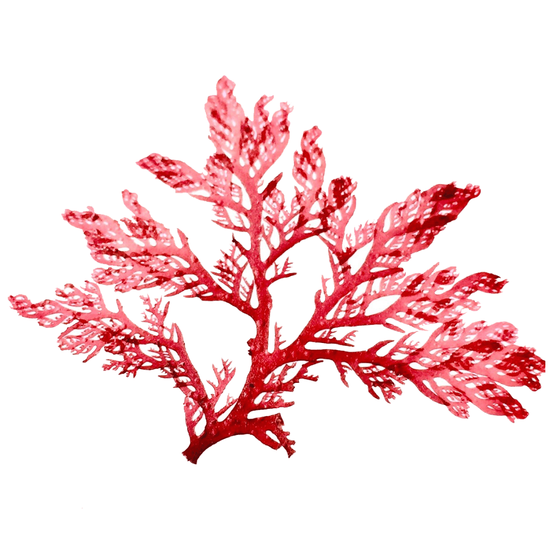 Red Algae - Dog-Eh!