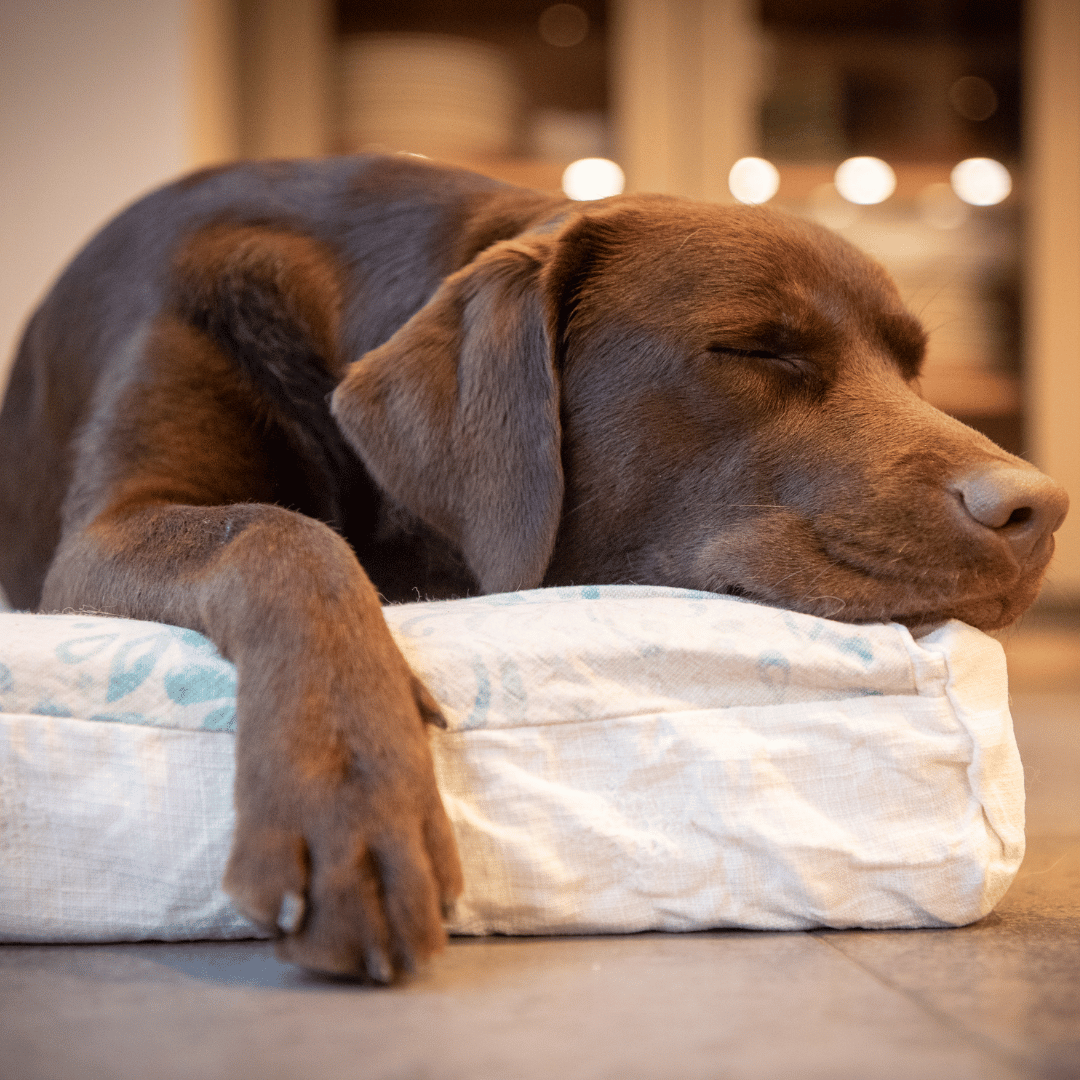 The Mystery of Canine Slumber