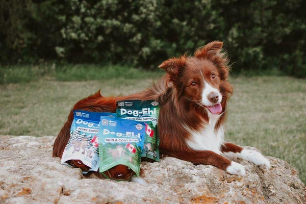 Dog-Eh! Joint Support Dog-Eh!