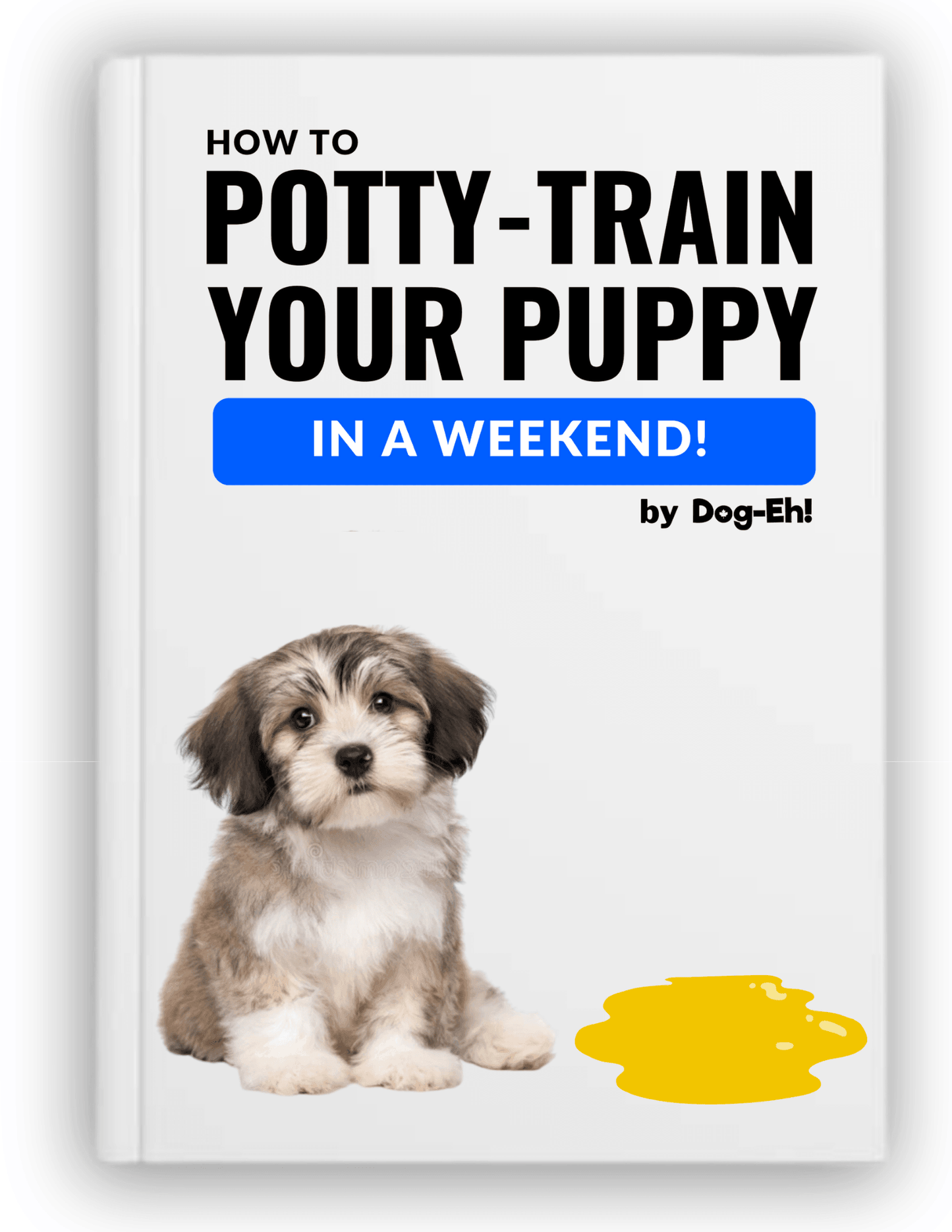 Cavachon potty sales training